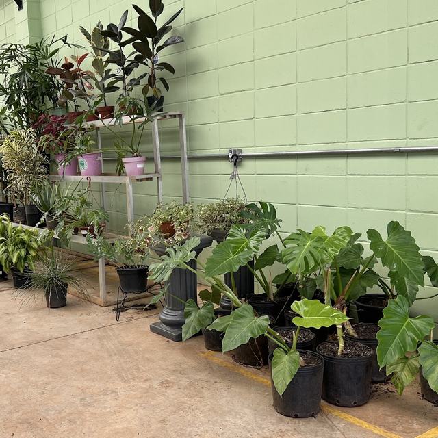 Folhagens tropicais em vasos junto à parede verde da loja